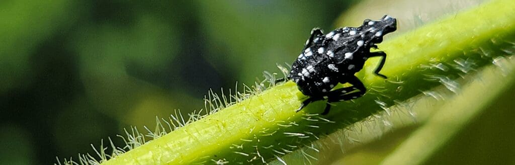 Plant Pest Spotted Lanternfly Second Instar on Wild Grape - Burkholder PHC