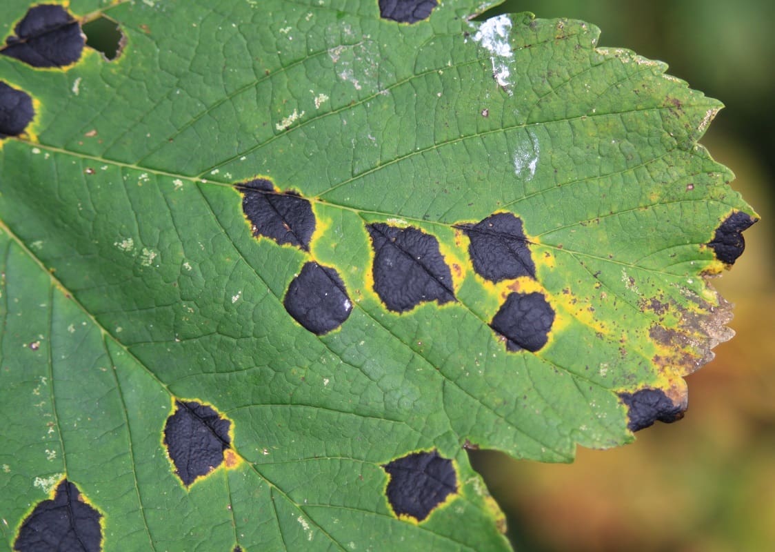 Close-up photo of diseased leaf | FAQs about Plant Health Care | Burkholder Brothers
