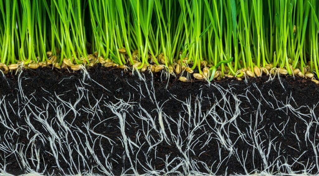 Fresh green wheat grass with roots isolated on white background