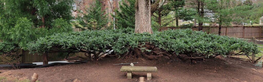 Pruned Yew- Burkholder Plant Health Care