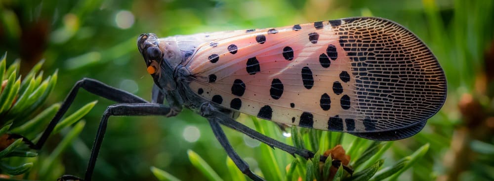 Portrait of a single spotted lanternfly  in a natural background in Berks County, PA