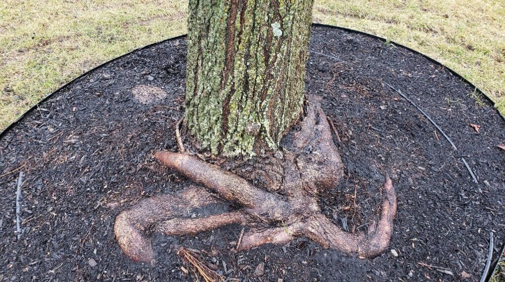 girdling-roots-burkholder-phc