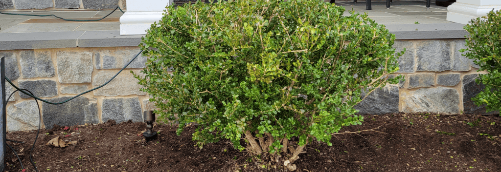 Boxwood Shrub - what is boxwood leafminer - Burkholder PHC