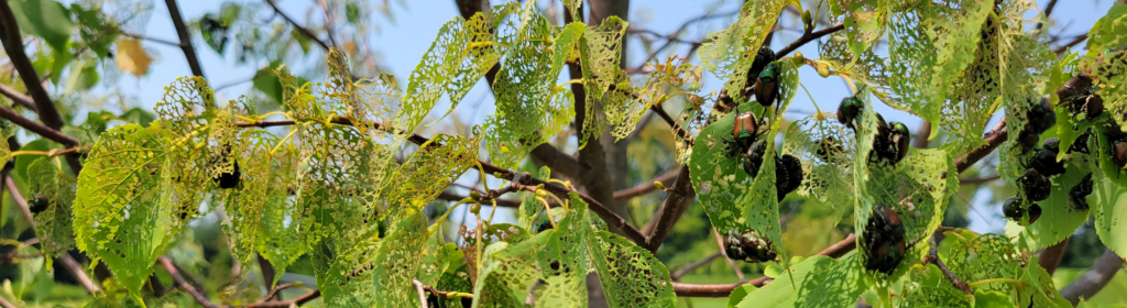 Tree damaged by japanese beetles - Pest Management of invasive insects - Burkholder PHC