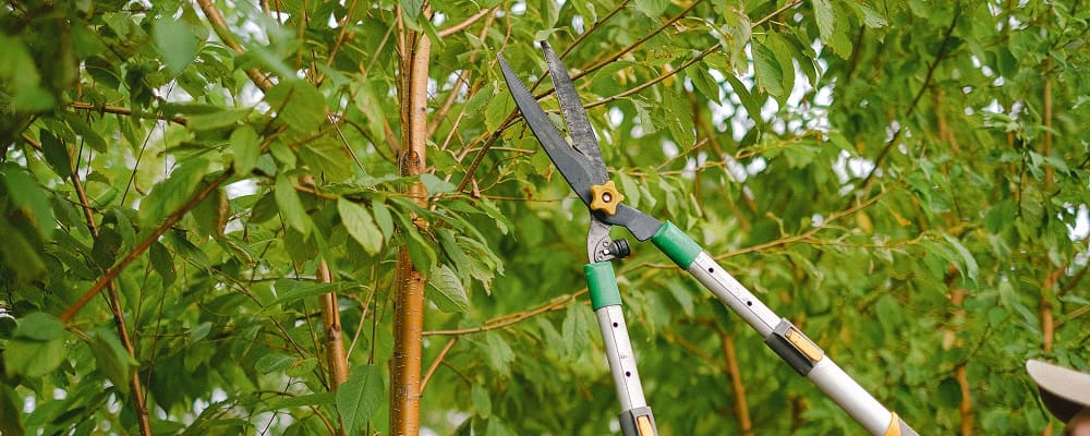 gardener cutting branches of tree in garden