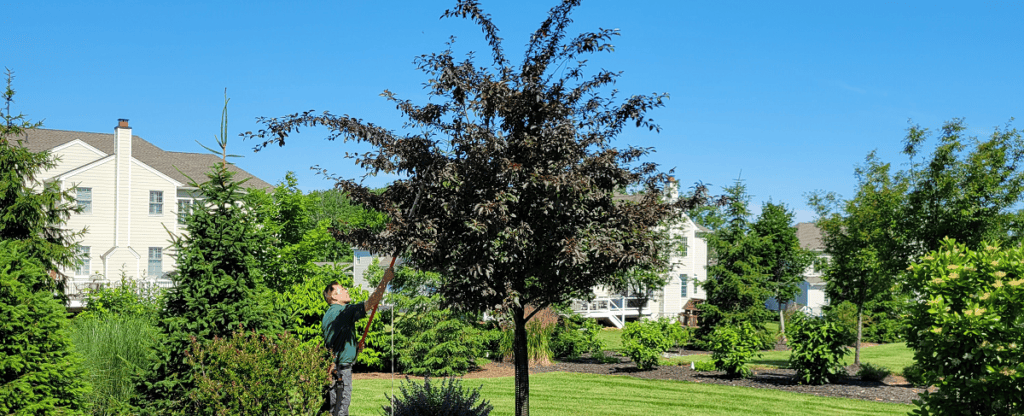 Tree trimming by a certified arborist - tree inspections by Burkholder PHC