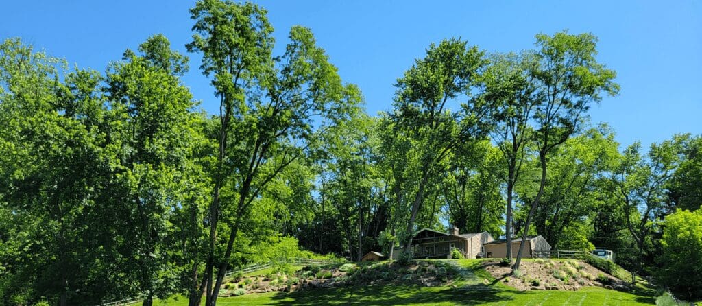 Property with green grass, shrub beds and tall trees | Burkholder Plant Health Care in Glen Mills PA