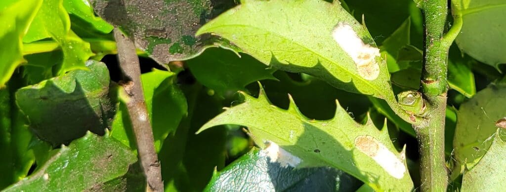 banner-cottony-camellia-scale-burkholderphc