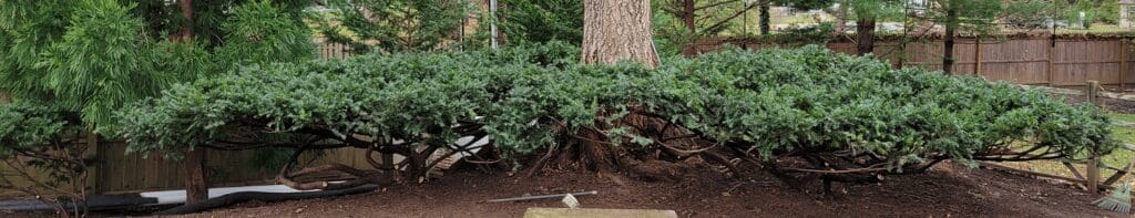 Yew after corrective pruning - best time for corrective pruning - Burkholder PHC