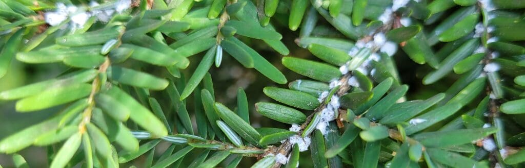 image of hemlock tree with hemlock wooly adelgid - burkholderphc