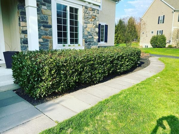 cherry laurels in front of a house - after structural pruning - Burkholder PHC
