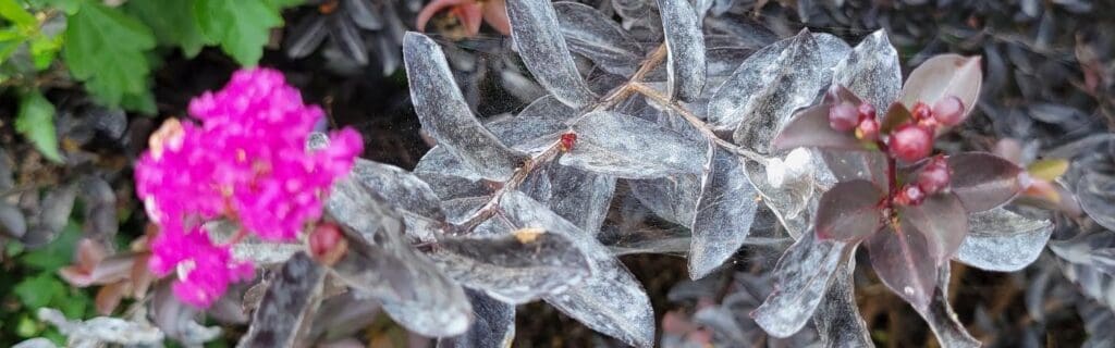 Powdery mildew on crape myrtle - Burkholder PHC