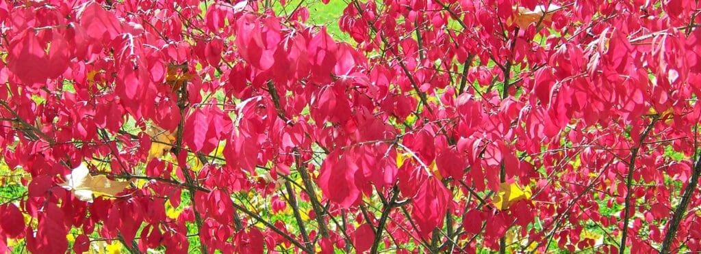 burning bush invasive plant in PA - Burkholder PHC