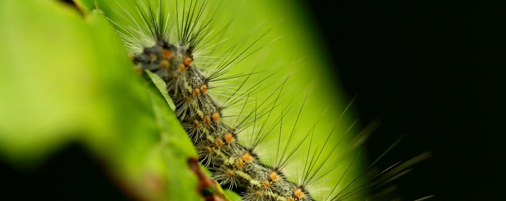 Fall webworm crawling on a leaf - Burkholder Plant Health Care