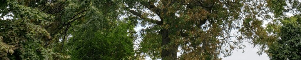bacterial leaf scorch disease on a pin oak tree - Burkholder PHC