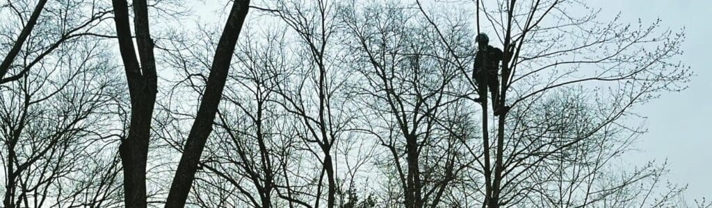 PHC arborist in tall tree for pruning in winter-winter plant health care services