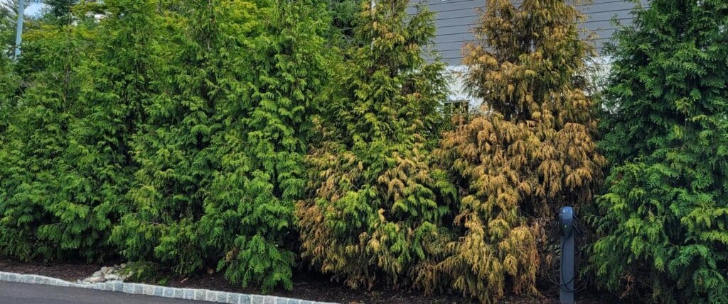 Banner of green giant arborvitae group affected by philoeosinus canadensis - Burkholder Plant Health Care discoveries