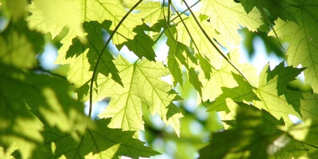 leaves of a tree banner - Root zone invigoration - Burkholder PHC
