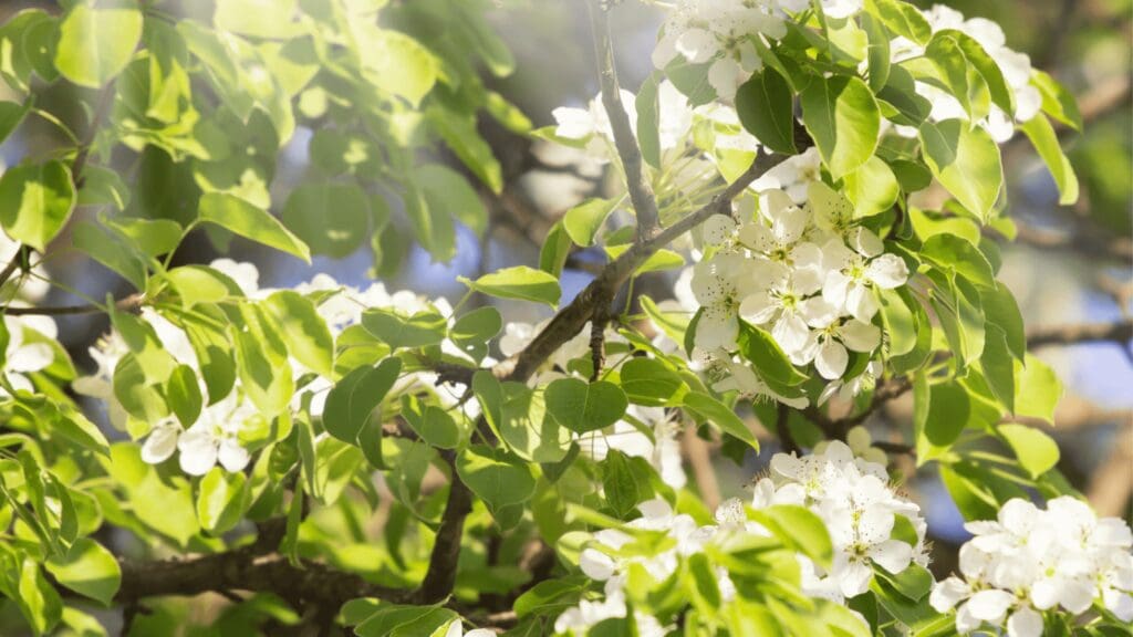 Callery pear branch with flowers - callery pear invasive species - Burkholder Plant Health Care
