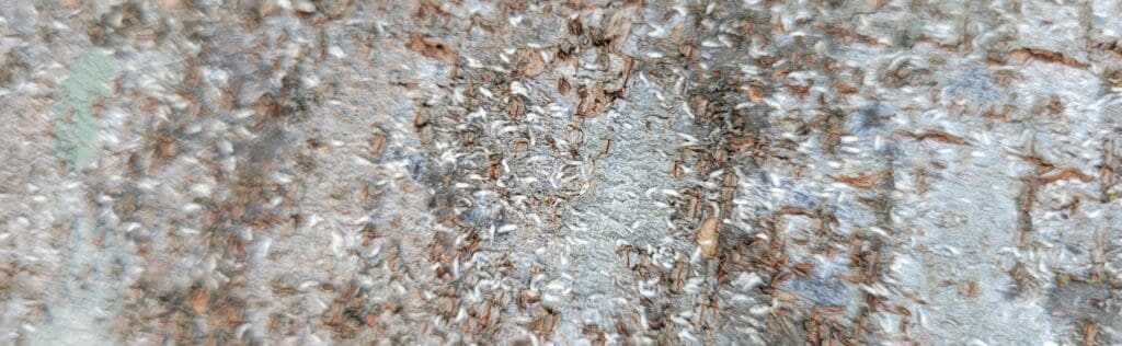 close up view of japanese maple scale - Burkholder PHC