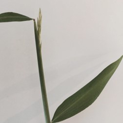 Japanese stiltgrass - faqs about common invasive weeds in Main Line landscapes - Burkholder PHC