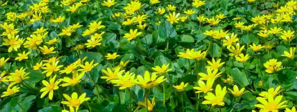 Lesser celandine yellow flower weeds - weeds in Main Line landscapes - Burkholder PHC