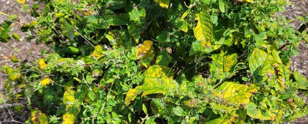 aster yellows diseased plant banner- Burkholder PHC