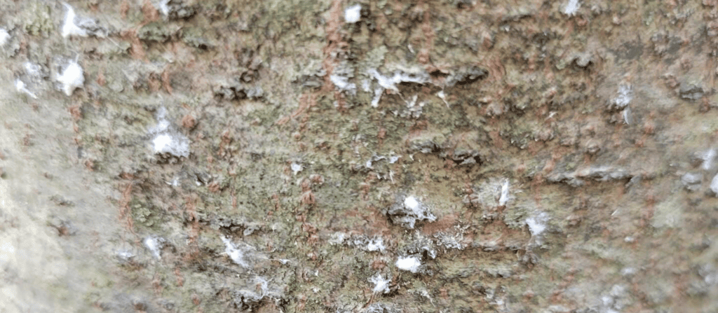 Pine bark adelgid on tree bark - Burkholder PHC