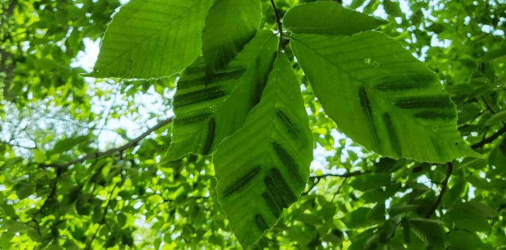 Banner image of beech leaf disease - Main Line Plant Health Problems