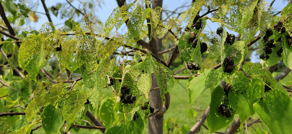 Japanese beetle damage is one of the plant health concerns Burkholder PHC has been treating for the first half of 2025.