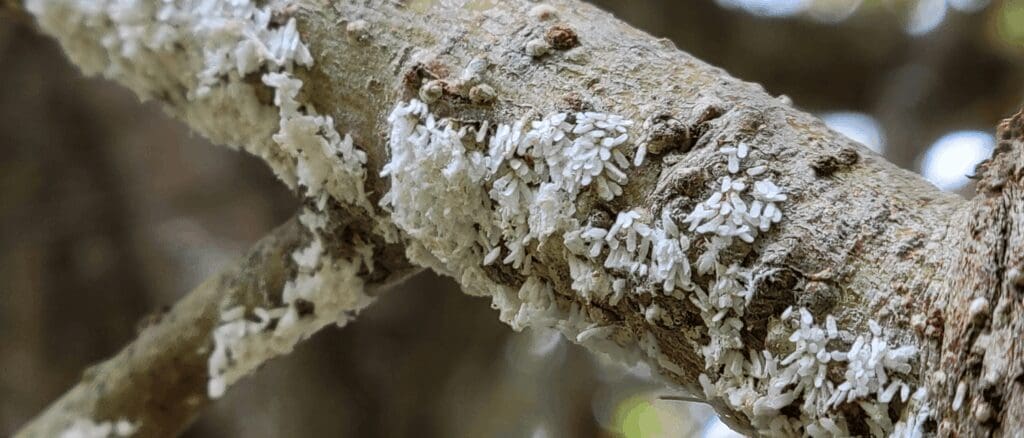 White prunicola scale insects on a branch - Burkholder PHC