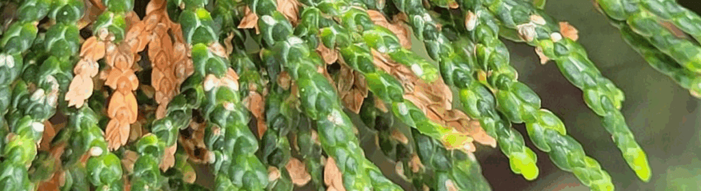 Juniper branch with Juniper scale- Burkholder PHC