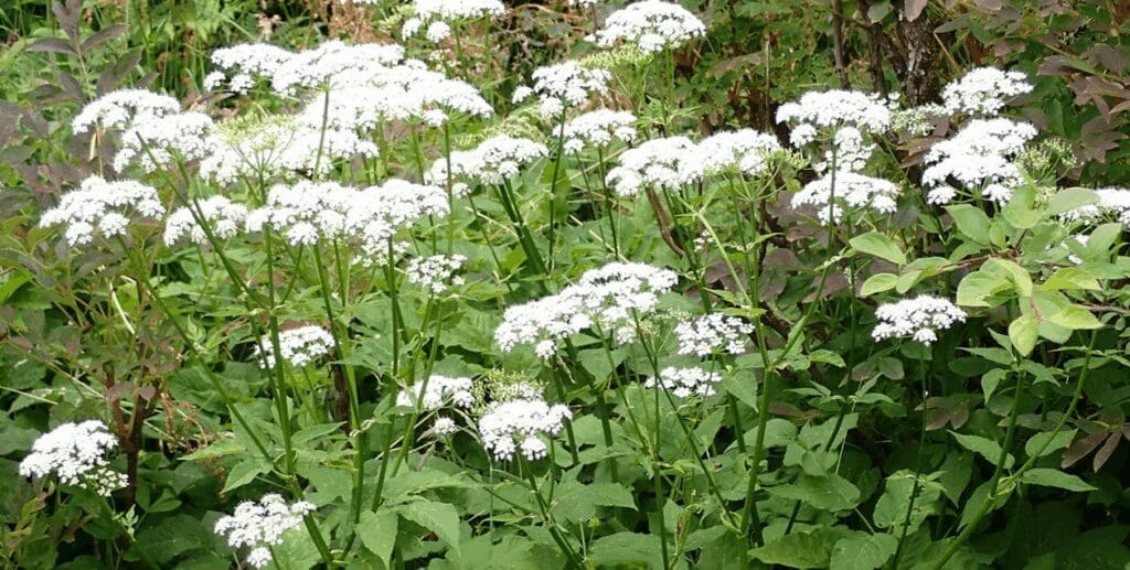 White invasive weed - FAQs about common invasive weeds Burkholder PHC