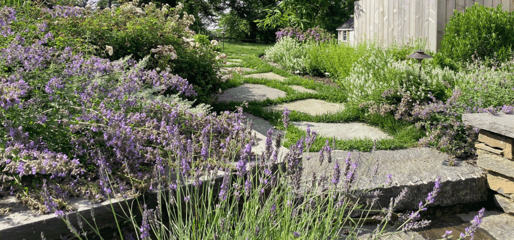 Plant layers with path - adding deer resistant color to landscapes - Burkholder Landscape