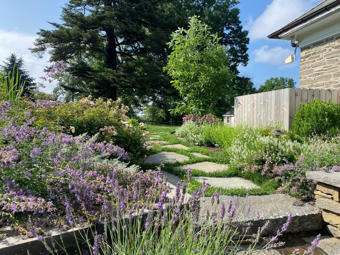 purple plantings along stepstone walkway - investing in landscape design - Burkholder Landscape