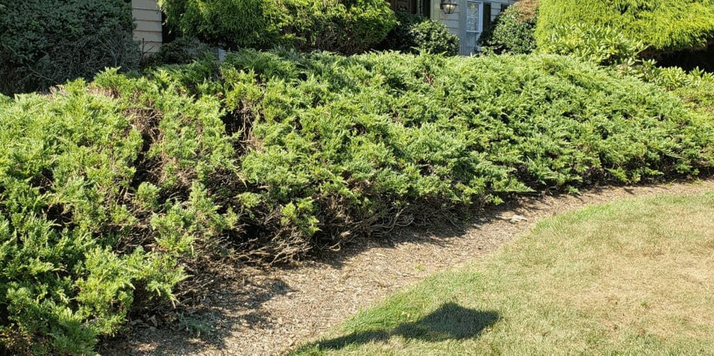 cypress after sanitation pruning by Burkholder PHC