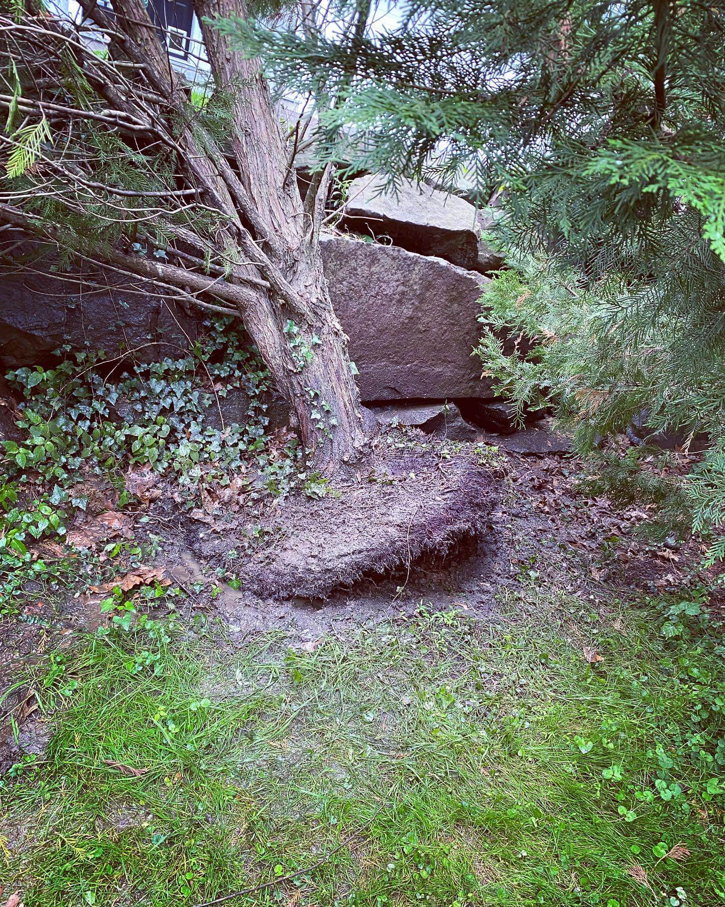Uprooted crepe myrtle - Tree Inspection - Burkholder PHC