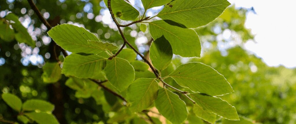 Beech leaves banner - Burkholder PHC