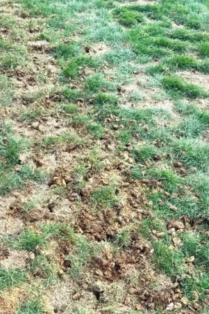 Malvern, PA Turf Care Services