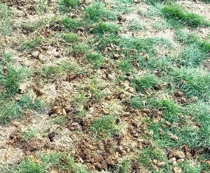 Malvern, PA Turf Care Services