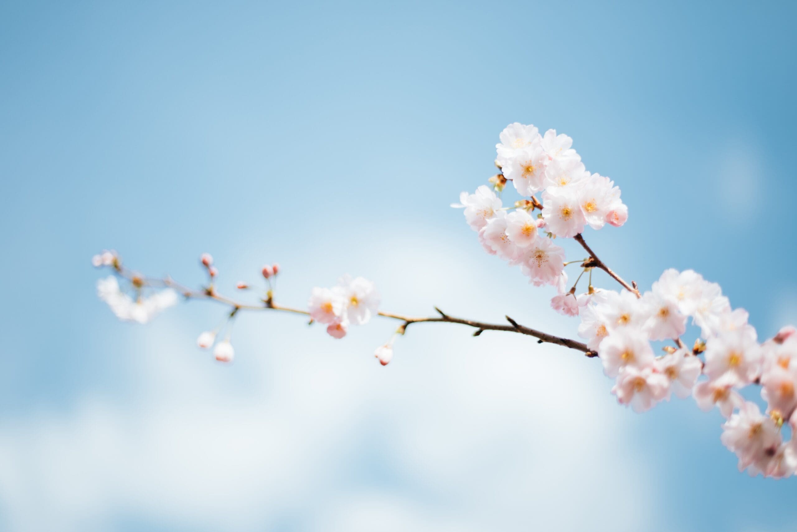 Plant Pest Management in Malvern, PA