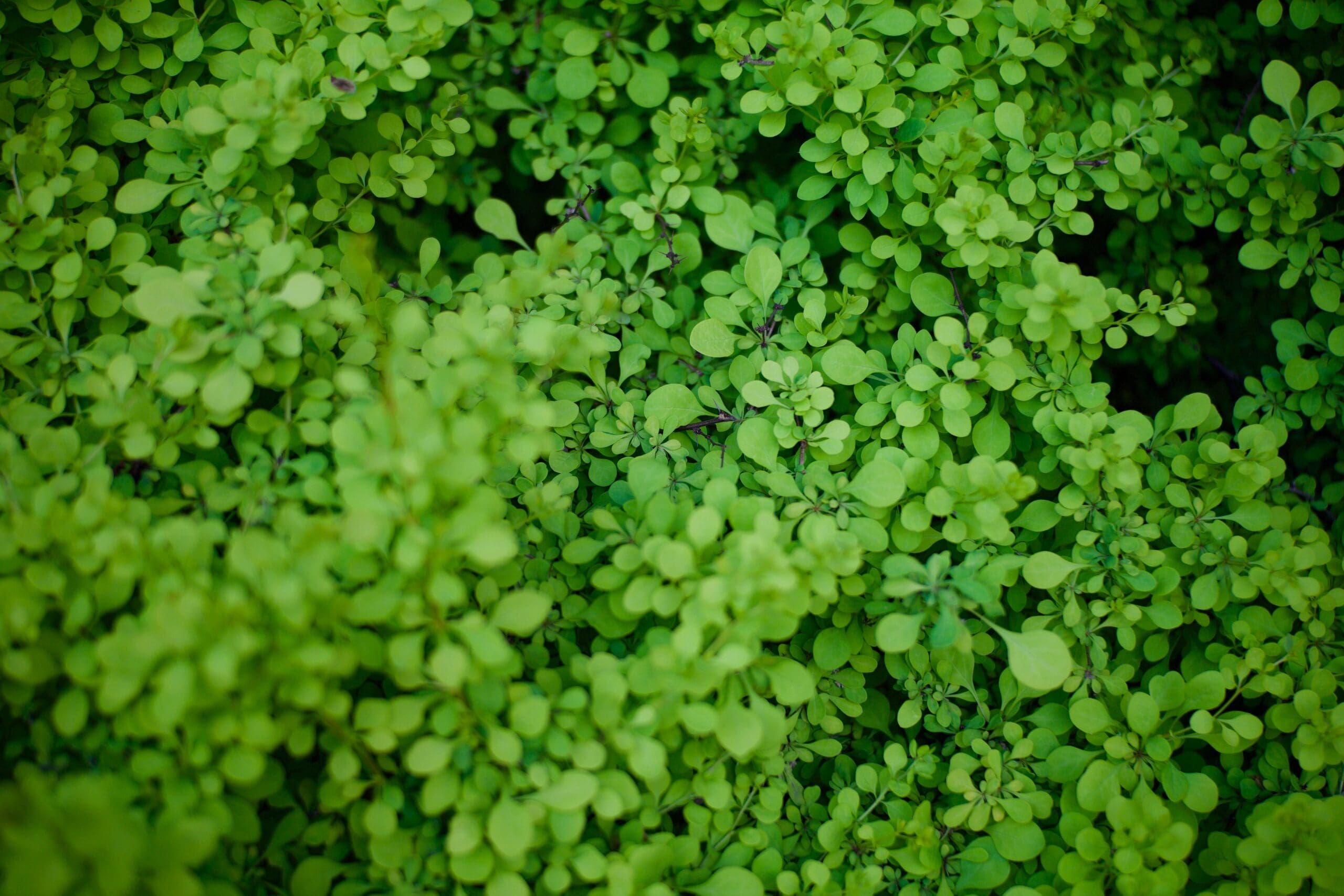 Plant Pest Management in Malvern, PA