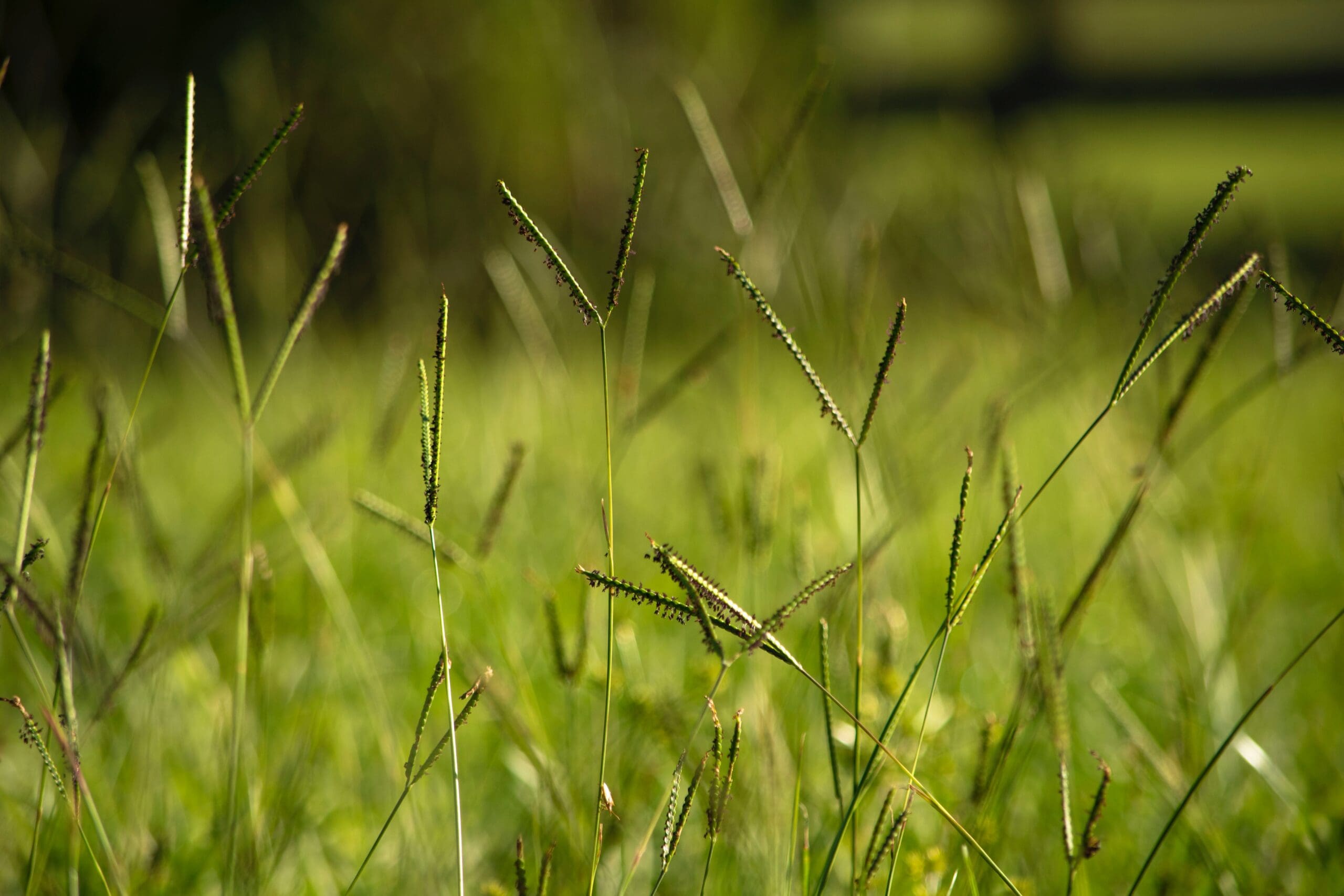 Plant Pest Management in Malvern, PA