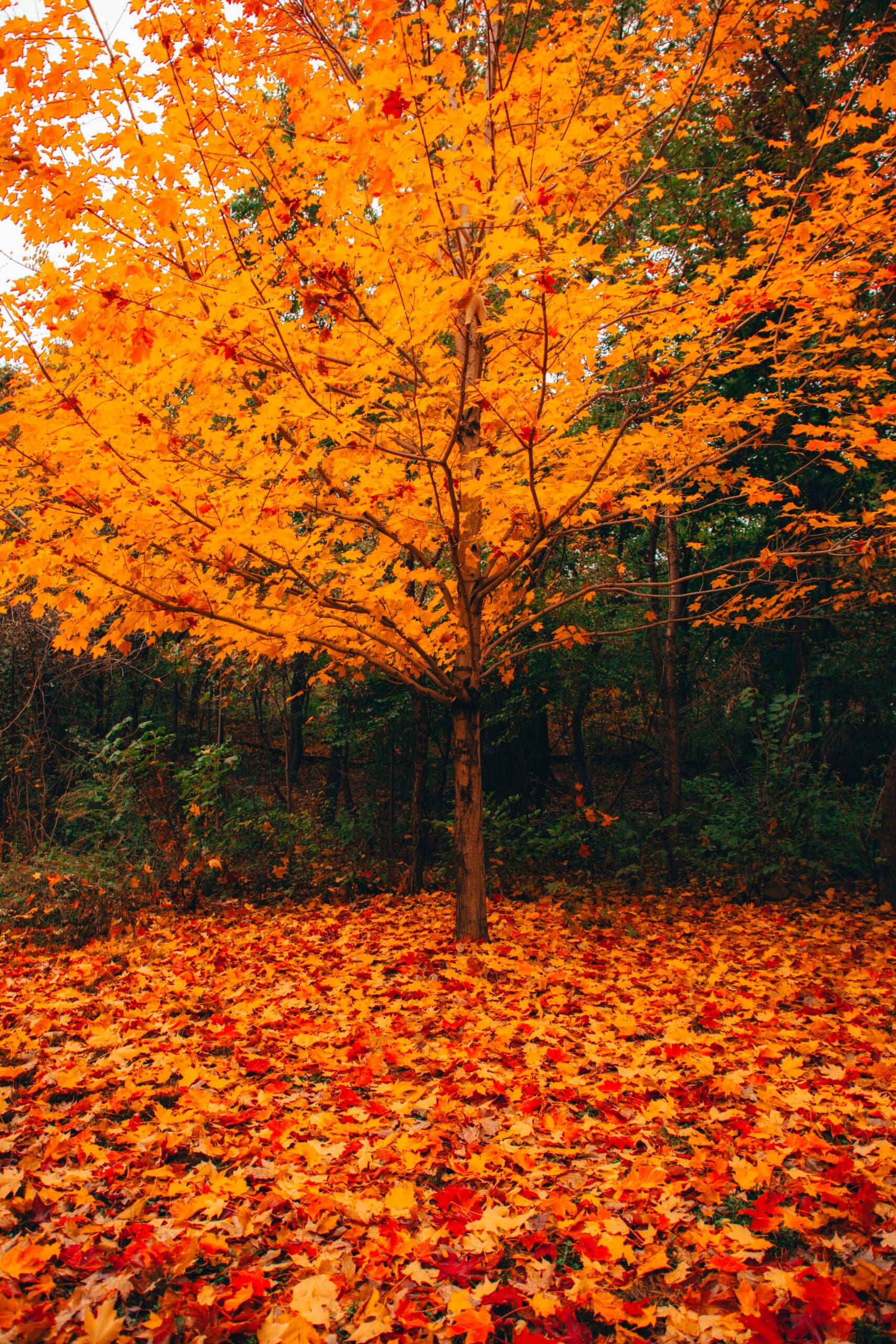 Plant Pest Management in Malvern, PA