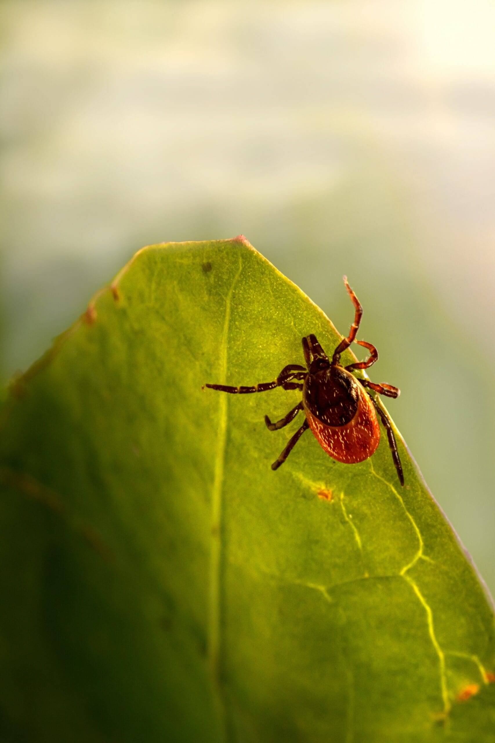 Malvern, PA Mosquito & tick Control Services