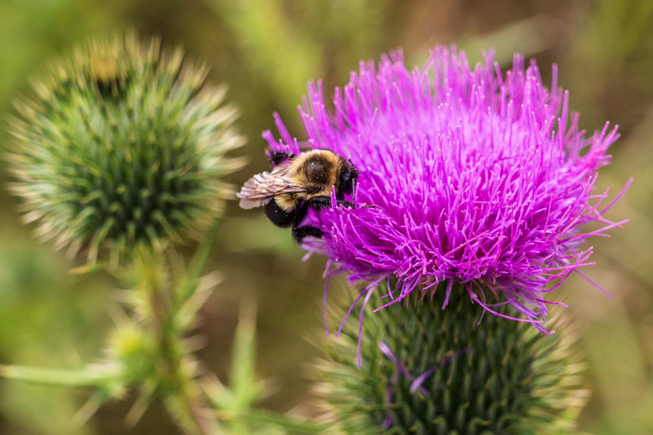 Rake in Soil | Burkholder Plant Health Care year in review