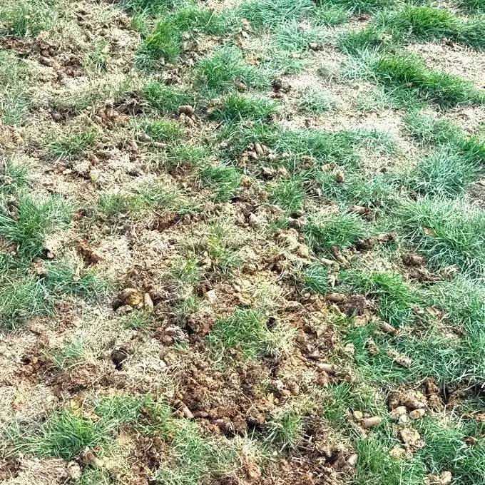 Malvern, PA Turf Care Services
