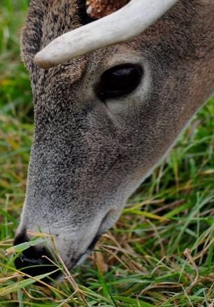 banner-deer-eating-grass