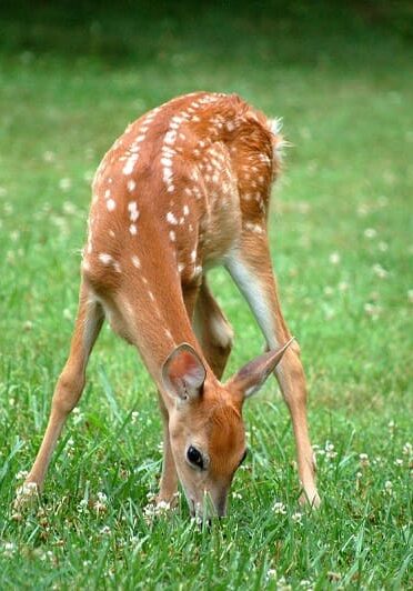 deer-fawn-eating-grass-in-field