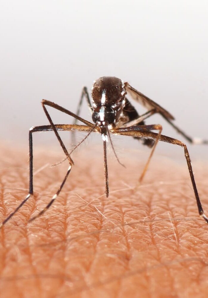Mosquito On Skin Pest Management Burkholderphc